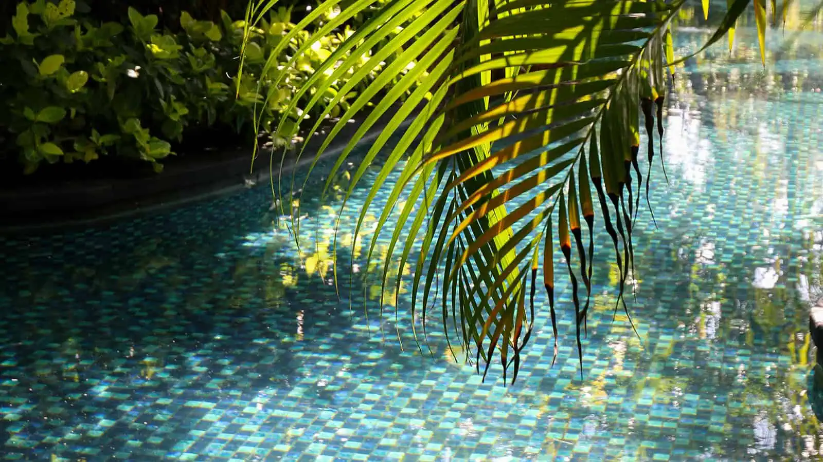 Natural swimming pool